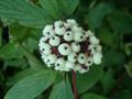 cornus alba